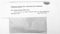 Stereum hirsutum image